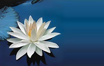 Motif de fleur de lotus en tapis d'orient